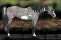 Horse Color:White Spotted Grullo Roan Frame 