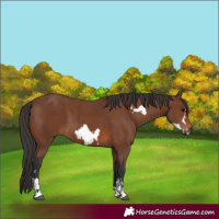 Horse Color:Brown Sabino Rabicano and Brown Sabino Frame Rabicano