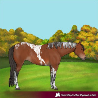 Horse Color:Bay Sabino Rabicano  and Bay Tobiano Rabicano 