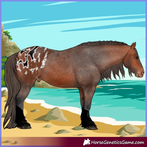 Horse Color:Bay Tobiano Appaloosa 