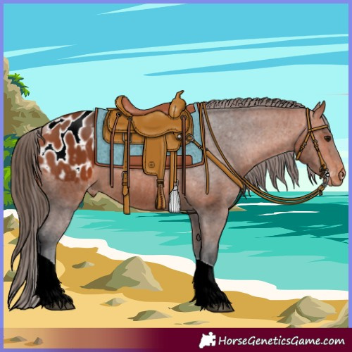 Horse Color:Bay Tobiano Appaloosa 