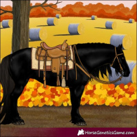 Horse Color:Void Liver Red Dun Sabino Appaloosa 