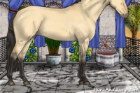 Horse Color:Buckskin Dun