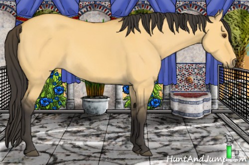 Horse Color:Buckskin Dun 