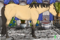 Horse Color:Buckskin Dun 