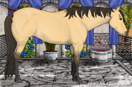 Horse Color:Buckskin Dun 