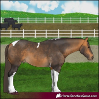 Horse Color:Buckskin Tobiano 