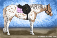 Horse Color:Silver Bay Dun Tobiano Frame Appaloosa 