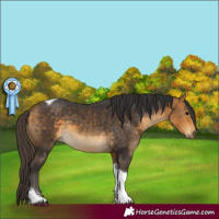 Horse Color:Buckskin Tobiano