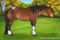 Horse Color:Buckskin Tobiano 