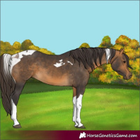 Horse Color:Buckskin Tobiano 