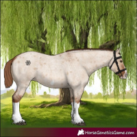 Horse Color:Red Dun Roan Splash Frame Rabicano 