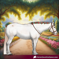 Horse Color:Bay Dun Frame Appaloosa 