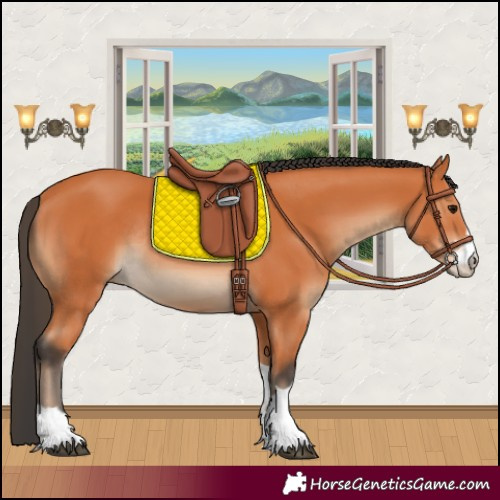 Horse Color:Bay Rabicano 