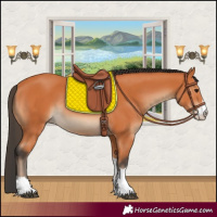 Horse Color:Bay Rabicano 