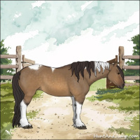Horse Color:Buckskin Dun Tobiano 