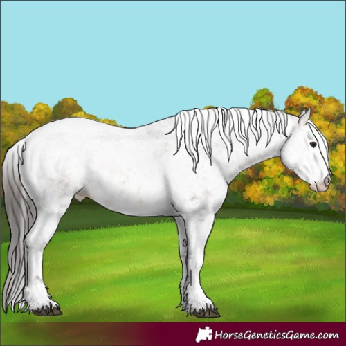 Horse Color:White Spotted Bay Sabino 