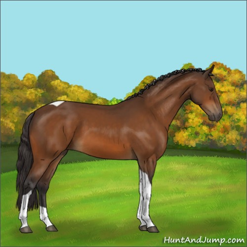 Horse Color:Buckskin Tobiano 