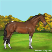 Horse Color:Buckskin Tobiano 