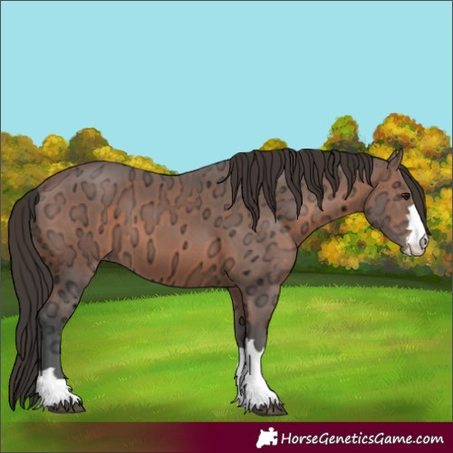 Horse Color:Bay Ice 