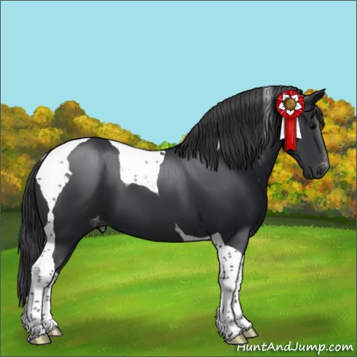 Horse Color:Black Tobiano Appaloosa 
