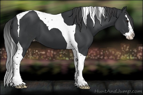 Horse Color:Black Splash Tobiano Appaloosa 