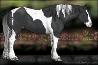 Horse Color:Black Splash Tobiano Appaloosa 