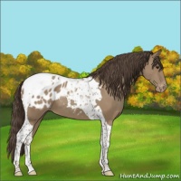 Horse Color:Classic Champagne Tobiano Appaloosa 