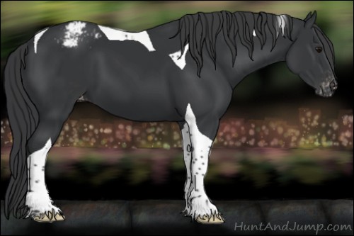Horse Color:Black Tobiano Appaloosa 