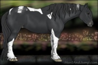 Horse Color:Black Tobiano Appaloosa 