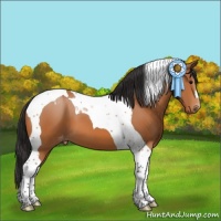 Horse Color:Bay Tobiano Appaloosa