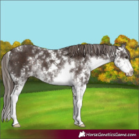 Horse Color:Liver Chestnut Sabino