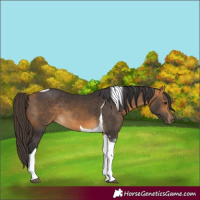 Horse Color:Buckskin Tobiano 