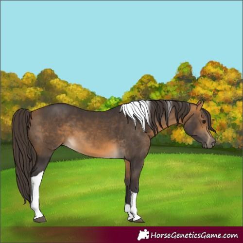 Horse Color:Buckskin Tobiano
