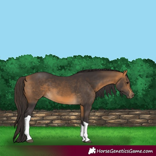 Horse Color:Buckskin Tobiano 