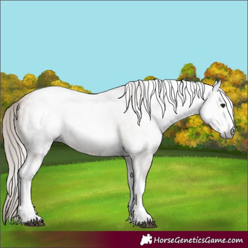 Horse Color:Gray White Spotted Black Pearl 