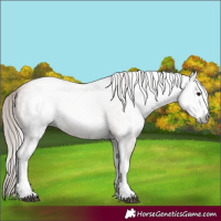 Horse Color:Gray White Spotted Black Pearl 