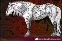 Horse Color:Gray Palomino Splash Appaloosa 