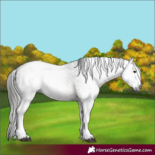 Horse Color:Gray White Spotted Bay 