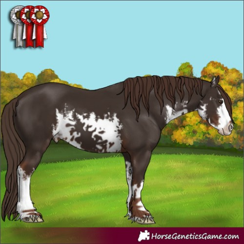 Horse Color:White Spotted Liver Chestnut 