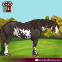 Horse Color:White Spotted Liver Chestnut