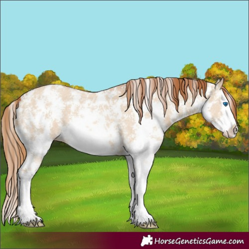 Horse Color:Red Dun Sabino Splash 