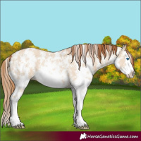 Horse Color:Red Dun Sabino Splash