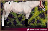 Horse Color:Bay Roan Sabino Splash Appaloosa 