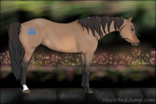 Horse Color:Bay Dun 