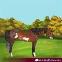 Horse Color:Brown Frame 
