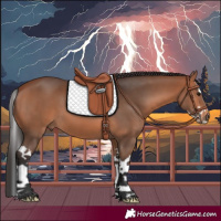 Horse Color:Bay Splash 