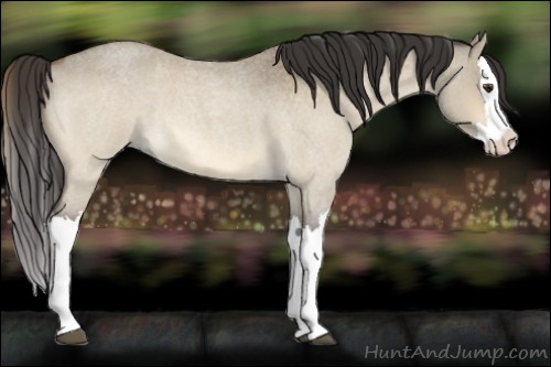 Horse Color:Buckskin Roan Dun Splash