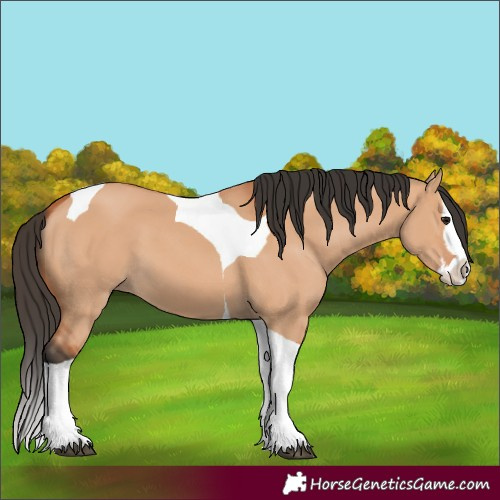 Horse Color:Bay Dun Splash Tobiano 