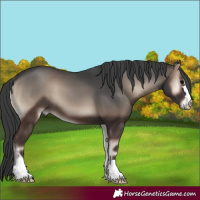 Horse Color:Blue Onyx